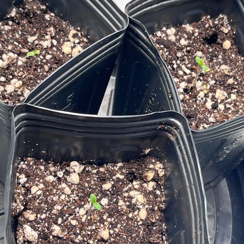 Banana Blaze growlog timeline photo