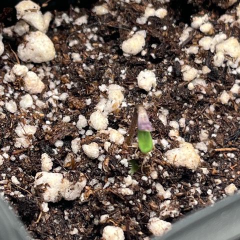 Banana Blaze growlog timeline photo