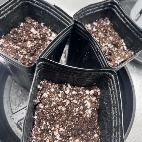 Banana Blaze growlog timeline photo
