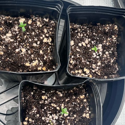 Banana Blaze growlog timeline photo
