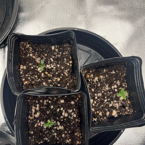 Banana Blaze growlog timeline photo