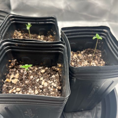 Banana Blaze growlog timeline photo