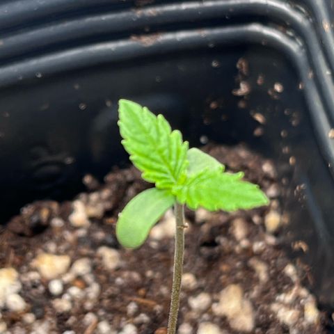 Banana Blaze growlog timeline photo