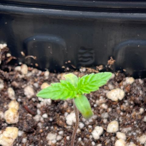 Banana Blaze growlog timeline photo