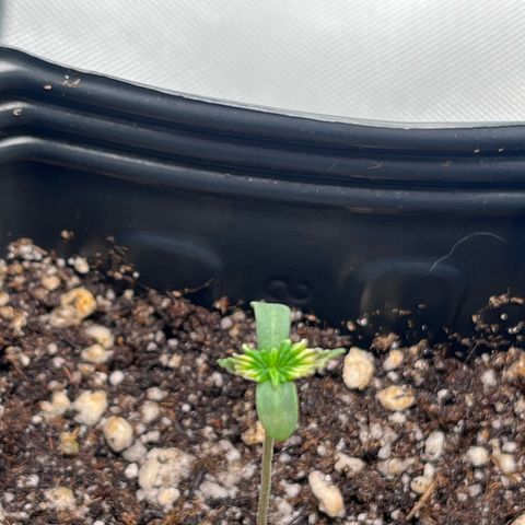 Banana Blaze growlog timeline photo