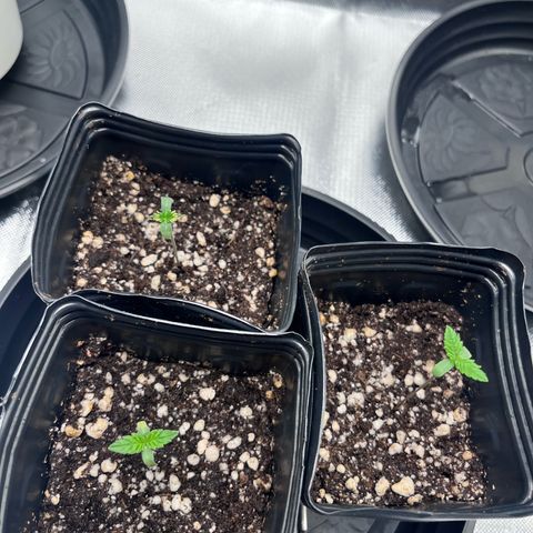 Banana Blaze growlog timeline photo