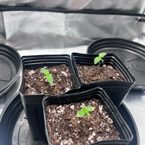 Banana Blaze growlog timeline photo
