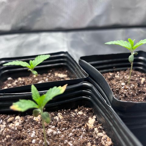 Banana Blaze growlog timeline photo