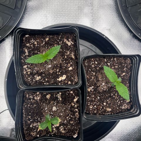 Banana Blaze growlog timeline photo