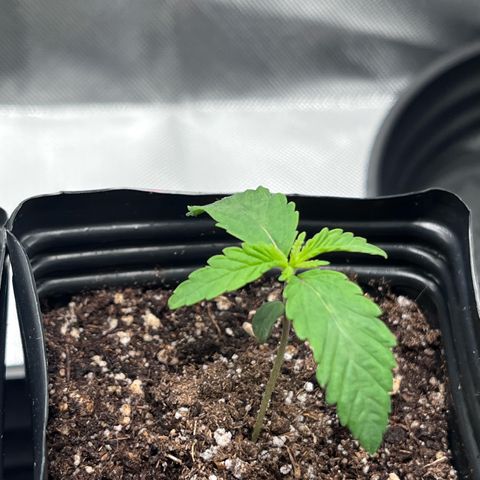 Banana Blaze growlog timeline photo