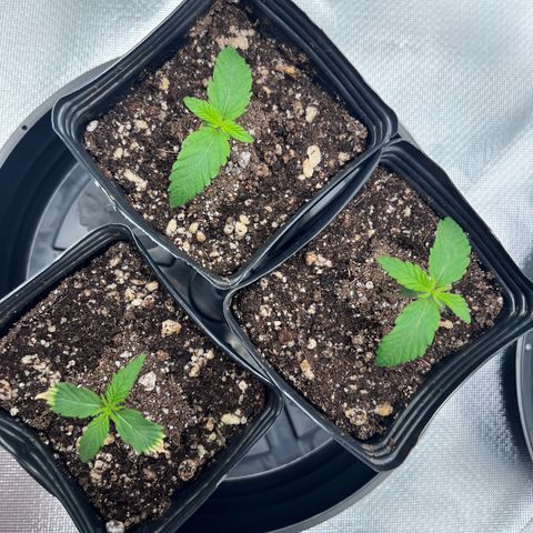 Banana Blaze growlog timeline photo