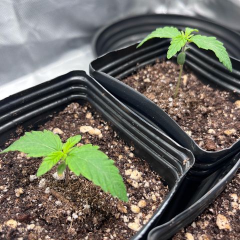 Banana Blaze growlog timeline photo