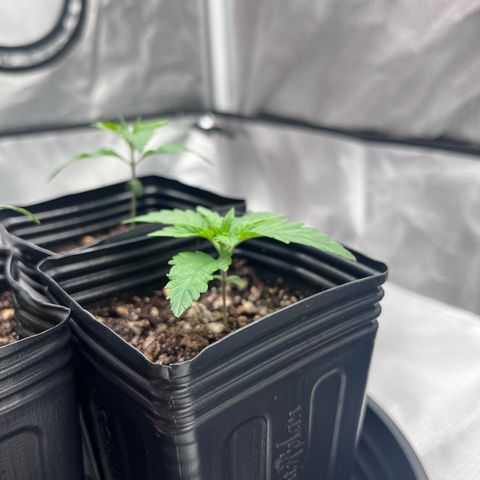 Banana Blaze growlog timeline photo