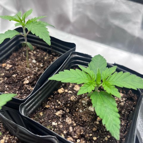 Banana Blaze growlog timeline photo