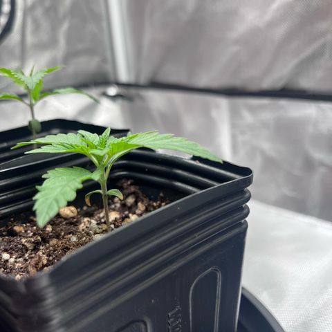 Banana Blaze growlog timeline photo