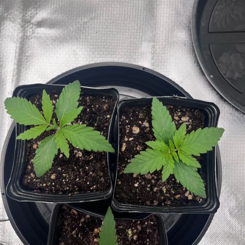 Banana Blaze growlog timeline photo