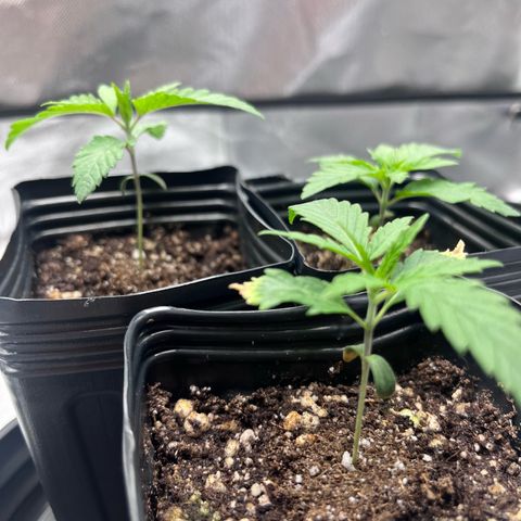 Banana Blaze growlog timeline photo
