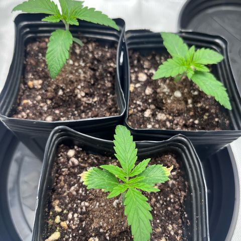 Banana Blaze growlog timeline photo
