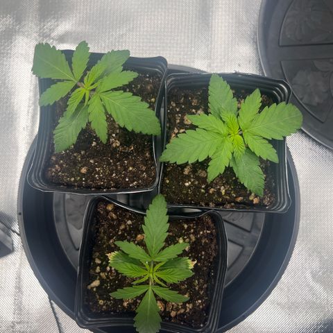 Banana Blaze growlog timeline photo