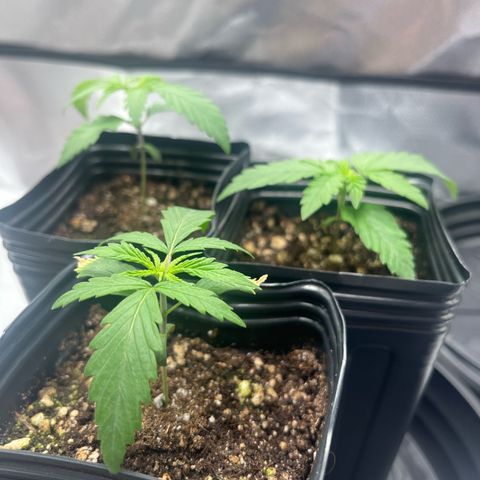 Banana Blaze growlog timeline photo