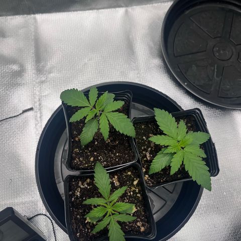 Banana Blaze growlog timeline photo