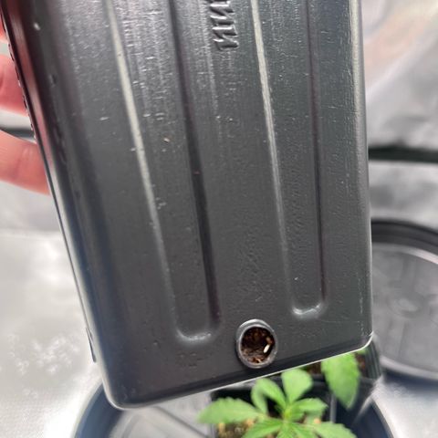 Banana Blaze growlog timeline photo