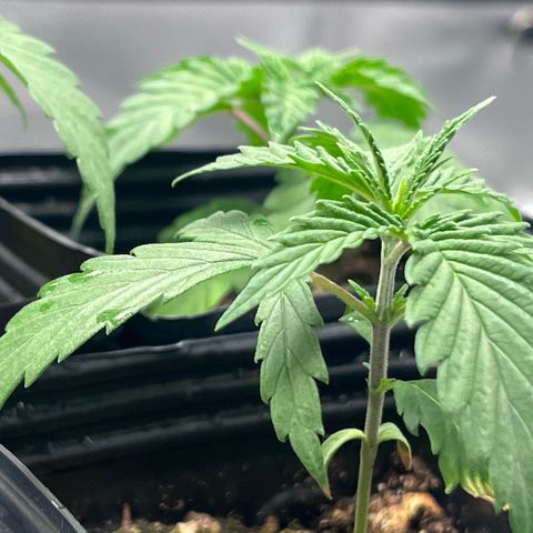 Banana Blaze growlog timeline photo