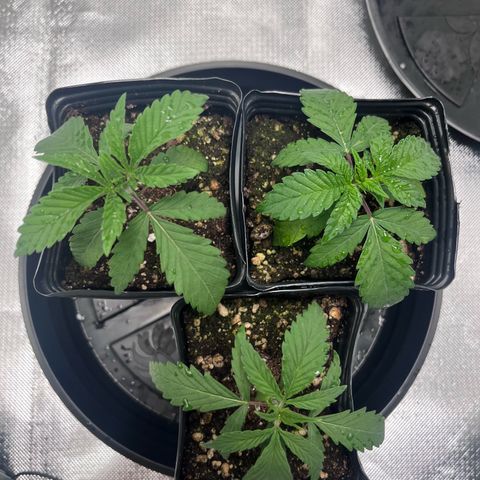 Banana Blaze growlog timeline photo