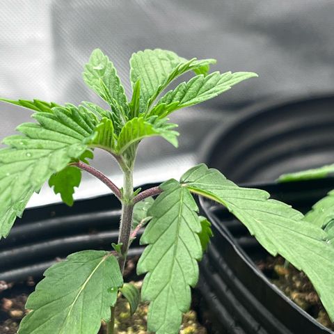 Banana Blaze growlog timeline photo