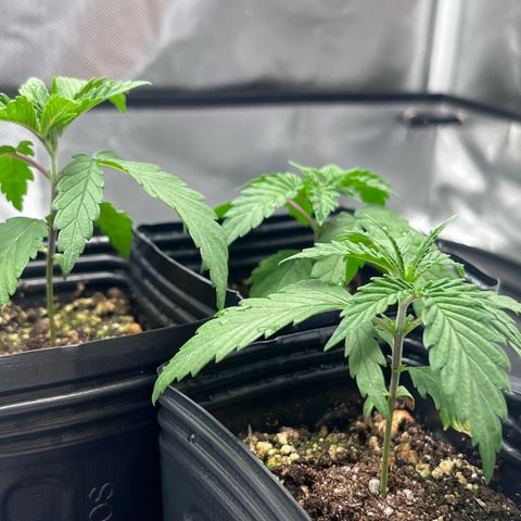 Banana Blaze growlog timeline photo
