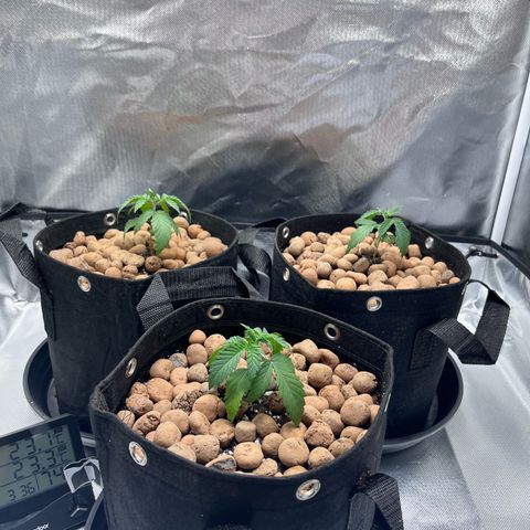 Banana Blaze growlog timeline photo