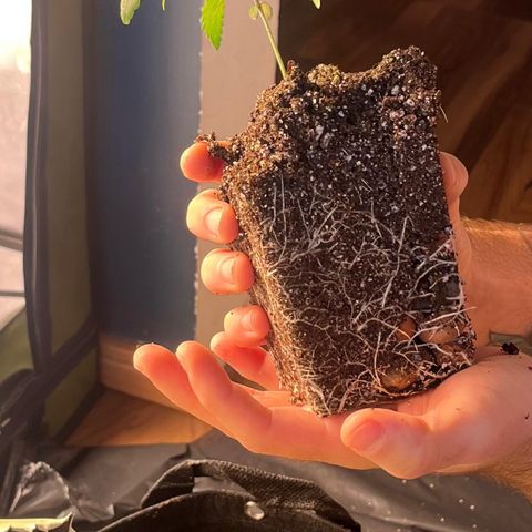 Banana Blaze growlog timeline photo