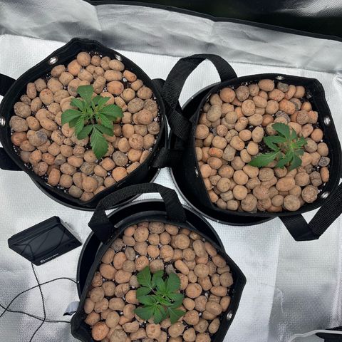 Banana Blaze growlog timeline photo