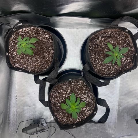 Banana Blaze growlog timeline photo