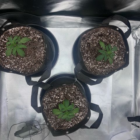 Banana Blaze growlog timeline photo