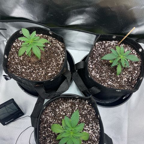Banana Blaze growlog timeline photo