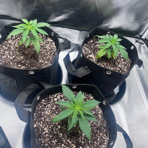 Banana Blaze growlog timeline photo
