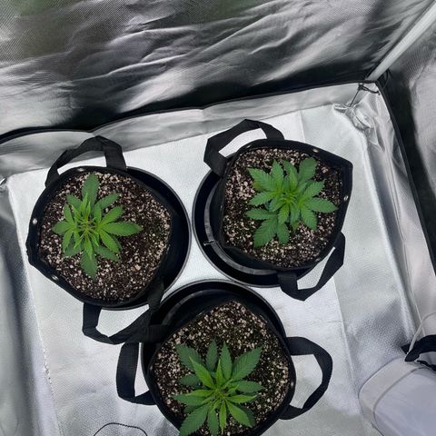 Banana Blaze growlog timeline photo
