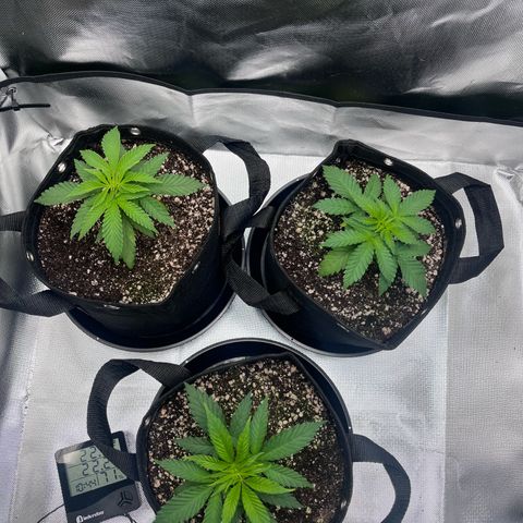 Banana Blaze growlog timeline photo