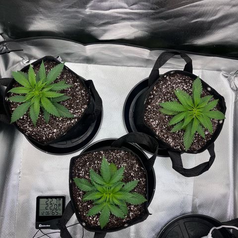 Banana Blaze growlog timeline photo