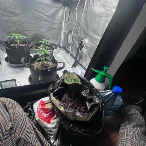 Banana Blaze growlog timeline photo