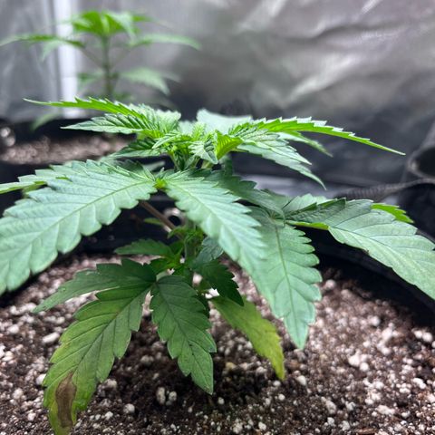 Banana Blaze growlog timeline photo