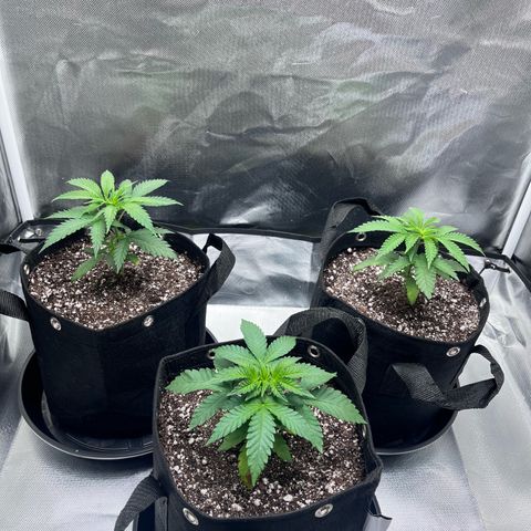 Banana Blaze growlog timeline photo