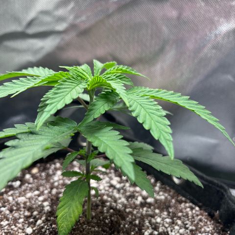 Banana Blaze growlog timeline photo
