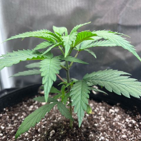 Banana Blaze growlog timeline photo