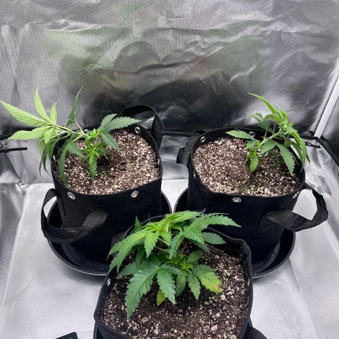 Banana Blaze growlog timeline photo