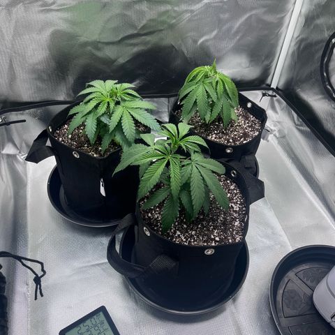 Banana Blaze growlog timeline photo