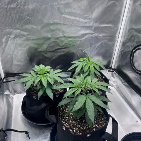 Banana Blaze growlog timeline photo