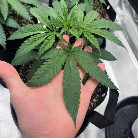 Banana Blaze growlog timeline photo