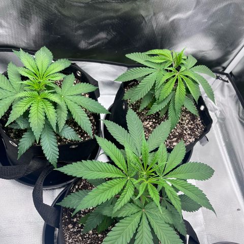 Banana Blaze growlog timeline photo